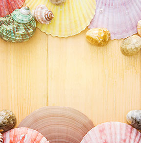 A different kinds of seashells